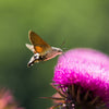 100 ORGANIC Blessed MILK THISTLE Silybum Marianum Hummingbird Purple Flower Seeds