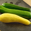 50 Early PROLIFIC STRAIGHTNECK SQUASH Yellow Summer Bush Heirloom Seeds