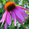 1000 PURPLE CONEFLOWER Echinacea Purpurea Heirloom Flower Herb Seeds