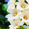 25 WHITE HOLLYHOCK Alcea Rosea Flower Seeds Perennial