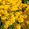 250 GOLDEN MARGUERITE DAISY Dyer's Yellow Chamomile Anthemis Tinctoria Kelwayi Cota Tinctoria  Paris Daisy Herb Flower Seeds