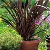 10 Purple NEW ZEALAND FLAX Phormium Tenax Purpureum Ornamental Grass Flower Seeds