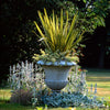 10 Variegated NEW ZEALAND FLAX Phormium Tenax Variegatum Ornamental Grass Flower Seeds