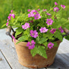10 ARCTIC RASPBERRY Nagoonberry Rubus Arcticus Red Berry Fruit Bramble Seeds