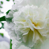50 SUMMER CARNIVAL HOLLYHOCK Double Mixed Colors Red Pink White Yellow Peach Alcea Rosea Flower Seeds