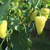 200 SANTA Fe GRANDE PEPPER (Guero Chili Pepper / Yellow Hot Chili Pepper) Capsicum Annuum Vegetable Seeds
