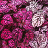 10 Dwarf ROSE Pink POLKA DOT PLANT Splash Select Hypoestes Phyllostachya Flower Houseplant Seeds