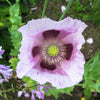 350 TASMANIAN Purple & White POPPY Papaver Somniferum Flower Seeds