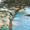 Red Japanese Pine Tree Korean Pinus Densiflora Evergreen Seeds – photo 8