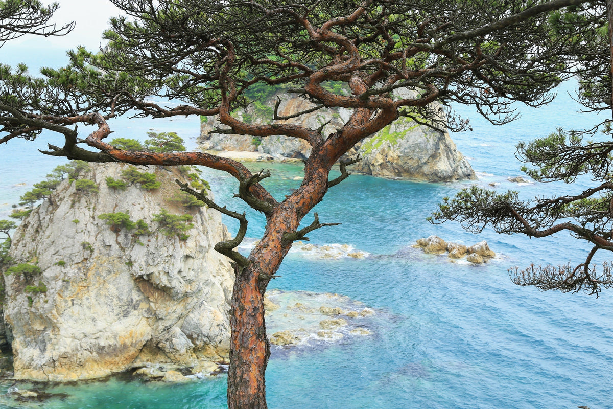 Red Japanese Pine Tree Korean Pinus Densiflora Evergreen Seeds – photo 8
