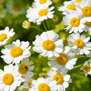 300 FEVERFEW Tanacetum Parthenium Herb Flower Seeds