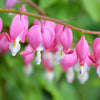 10 BLEEDING HEART - PINK Old Fashioned Dicentra Formosa Shade Flower Seeds