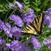 50 FINEST MIXED Colors SCABIOSA (Mourning Bride / Pin Cushion) Scabiosa Atropurpurea Flower Seeds
