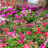 Star Mix Petunia Seeds – Mixed Colors Petunia Violacea Flower Seeds Red Blue Purple – photo 2