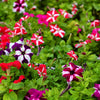 Star Mix Petunia Seeds – Mixed Colors Petunia Violacea Flower Seeds Red Blue Purple – photo 3