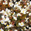 25 WAX MIXED BEGONIA Semperflorens Fibrous Mixed Colors Red Pink White Two Tone Shade Flower Seeds