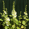 25 WHITE HOLLYHOCK Alcea Rosea Flower Seeds Perennial