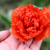 Giant Double Red Peony Poppy Seeds – Papaver Peoniflorum Flower – photo 4