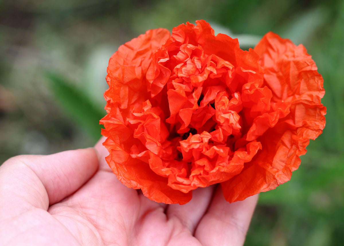 Giant Double Red Peony Poppy Seeds – Papaver Peoniflorum Flower – photo 4
