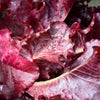 Ruby Leaf Lettuce Seeds – Red Loose Leaf Heirloom Lactuca Sativa Vegetable – photo 5