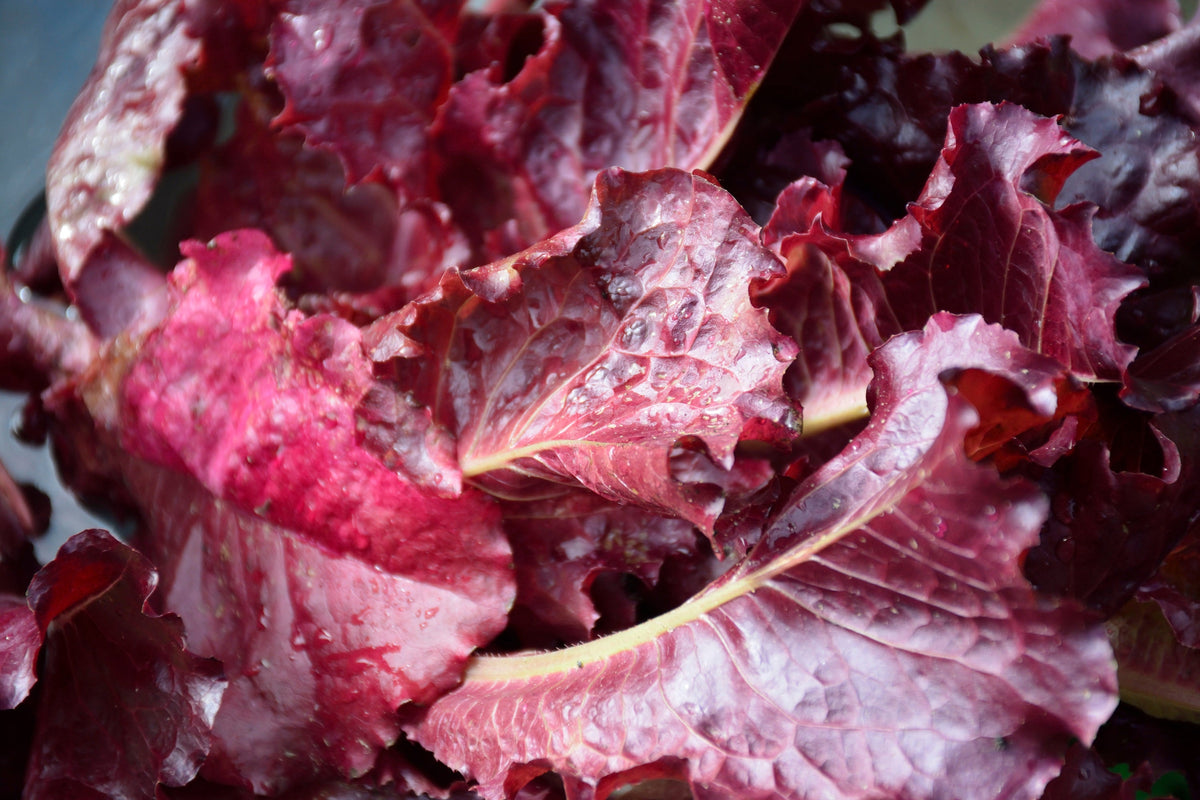 Ruby Leaf Lettuce Seeds – Red Loose Leaf Heirloom Lactuca Sativa Vegetable – photo 5