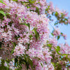 10 BEAUTY BUSH SHRUB Beautybush Kolkwitzia Amabilis Pink & White Flower Red Berry Seeds