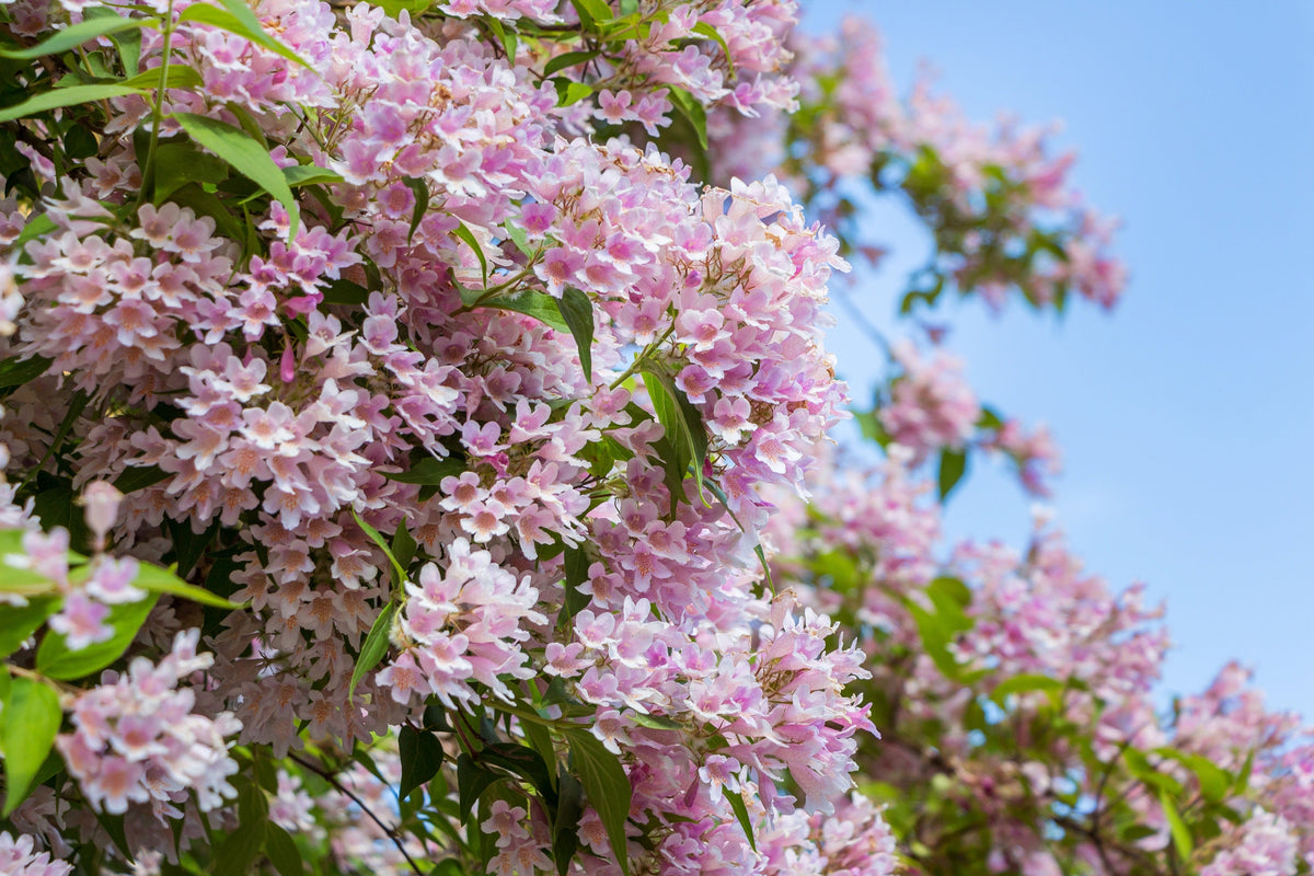 Beauty Bush Shrub Seeds – Beautybush Kolkwitzia Amabilis Pink & White Flower Red Berry