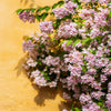 10 BEAUTY BUSH SHRUB Beautybush Kolkwitzia Amabilis Pink & White Flower Red Berry Seeds