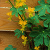 10 CANARY CREEPER NASTURTIUM Vine Tropaeolum Peregrinum Yellow Canarybird Flower Seeds
