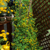 10 CANARY CREEPER NASTURTIUM Vine Tropaeolum Peregrinum Yellow Canarybird Flower Seeds