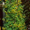 10 CANARY CREEPER NASTURTIUM Vine Tropaeolum Peregrinum Yellow Canarybird Flower Seeds
