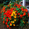 50 Mixed Colors DWARF JEWEL NASTURTIUM Tropaeolum Minus Flower Seeds