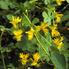 10 CANARY CREEPER NASTURTIUM Vine Tropaeolum Peregrinum Yellow Canarybird Flower Seeds