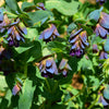 10 BLUE SHRIMP PLANT / Honeywort Cerinthe Major Flower Seeds