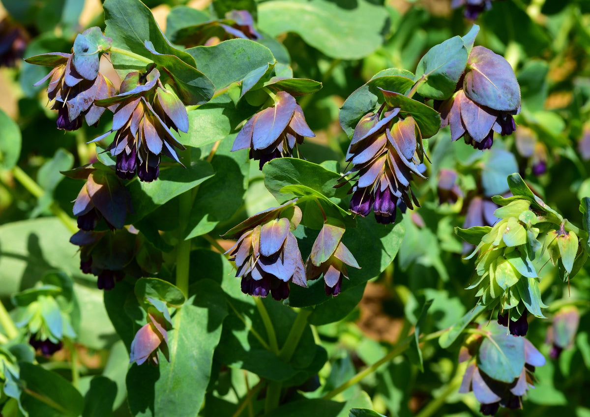 Blue Shrimp Plant Seeds – / Honeywort Cerinthe Major Flower – photo 9