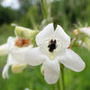 1000 WHITE FOXGLOVE BEARDTONGUE Penstemon Digitalis Flower Seeds