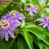 Purple Passion Flower Passion Fruit Granadilla Passiflora Incarnata Vine Seeds – photo 9
