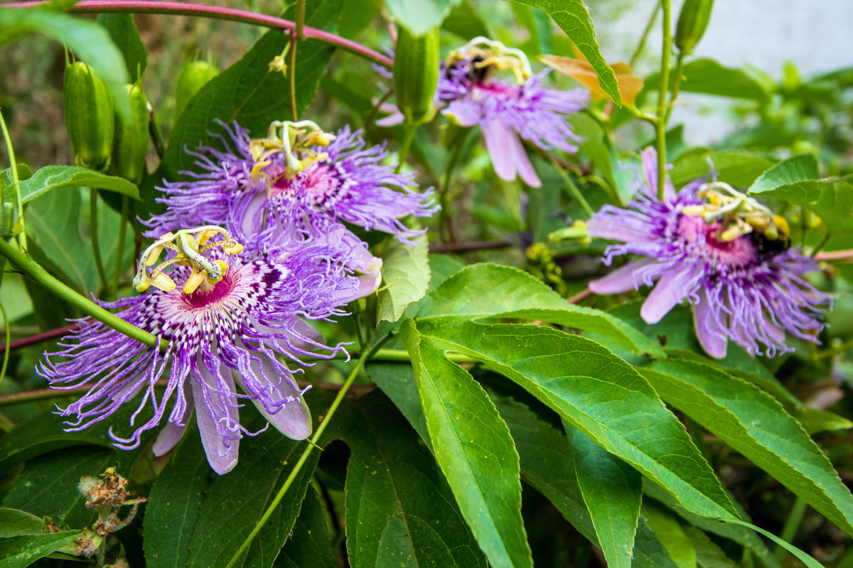 Purple Passion Flower Passion Fruit Granadilla Passiflora Incarnata Vine Seeds – photo 9