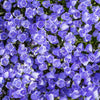 1000 TUSSOCK BELLFLOWER (Carpathian Bellflower) Campanula Carpatica Flower Seeds