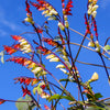 Firecracker Vine Seeds – Flower Mina Lobata Exotic Love Spanish Flag Ipomoea – photo 6
