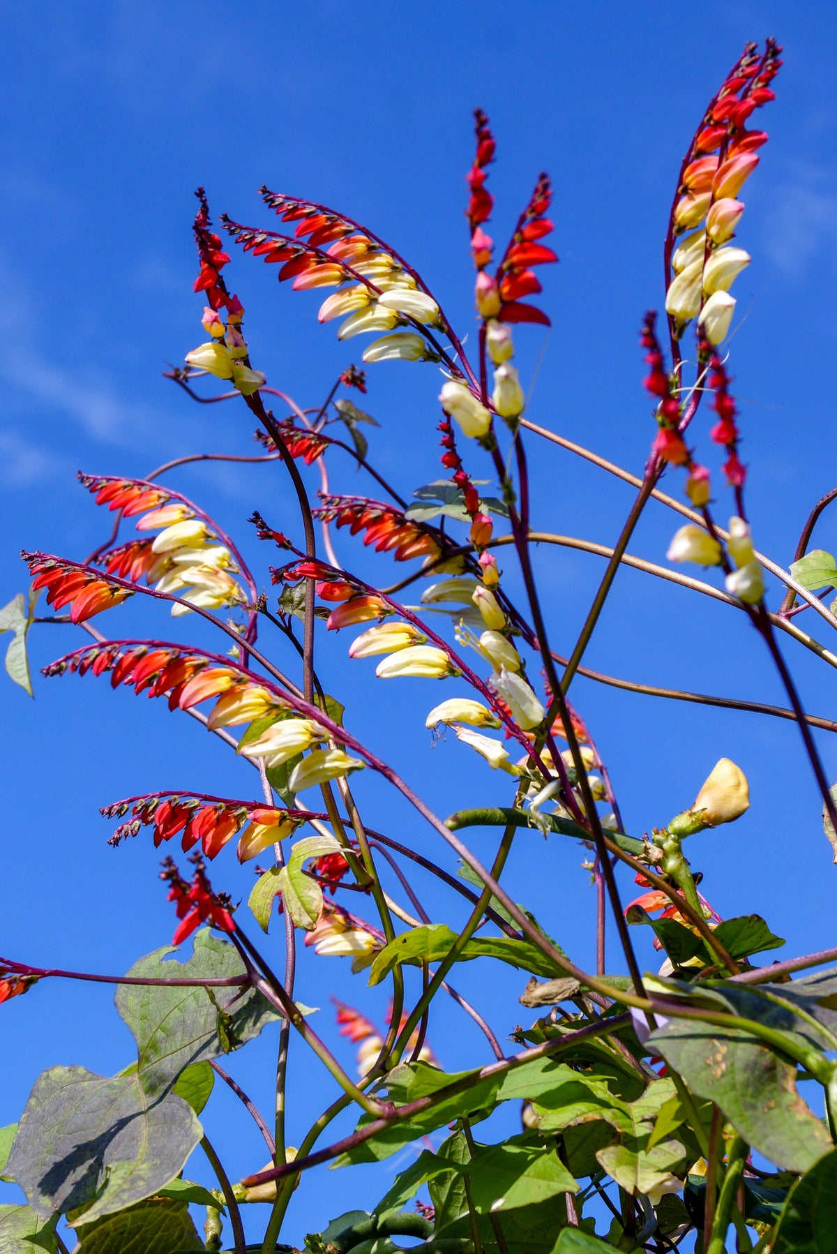 Firecracker Vine Seeds – Flower Mina Lobata Exotic Love Spanish Flag Ipomoea – photo 6