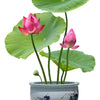 5 BOWL LOTUS Mixed Colors Dwarf Nelumbo Nucifera Aquatic Flower Seeds