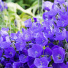 1000 TUSSOCK BELLFLOWER (Carpathian Bellflower) Campanula Carpatica Flower Seeds