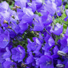 1000 TUSSOCK BELLFLOWER (Carpathian Bellflower) Campanula Carpatica Flower Seeds