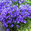 1000 TUSSOCK BELLFLOWER (Carpathian Bellflower) Campanula Carpatica Flower Seeds