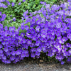 1000 TUSSOCK BELLFLOWER (Carpathian Bellflower) Campanula Carpatica Flower Seeds