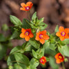 100 SCARLET PIMPERNEL (Adders Eyes) Anagallis Arvensis Flower Seeds