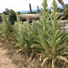 150 YELLOW VERBASCUM Thapsus Common Mullein Flower Herb Seeds