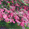 English Hawthorn Tree Seeds – Edible Fruit Flower Mayflower Crataegus Laevigata – photo 7