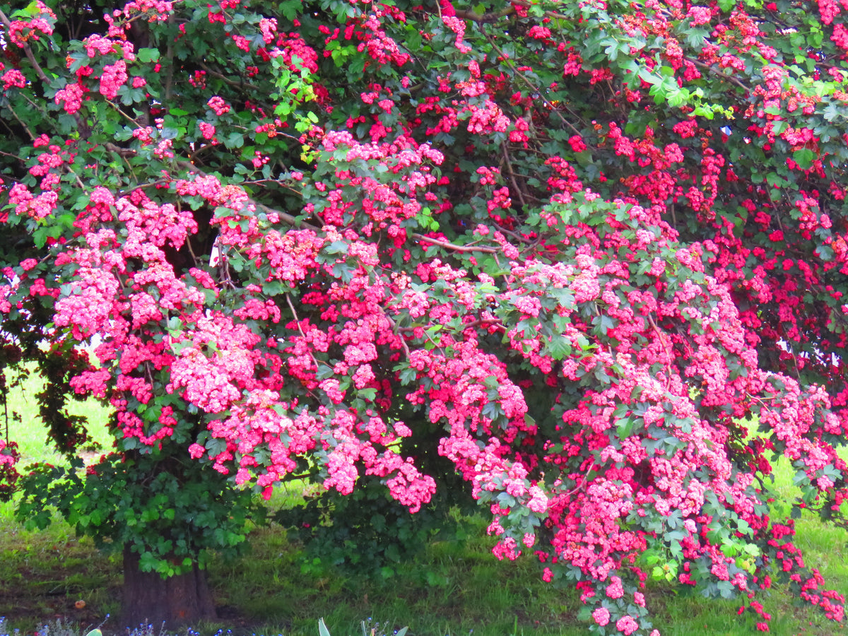 English Hawthorn Tree Seeds – Edible Fruit Flower Mayflower Crataegus Laevigata – photo 7